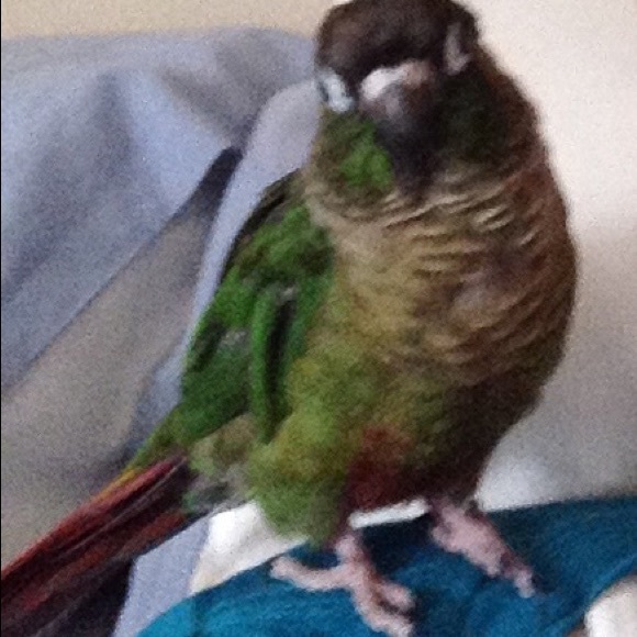 Hi I’m Fry the bird with my mom Liz - Picture 3 of 6